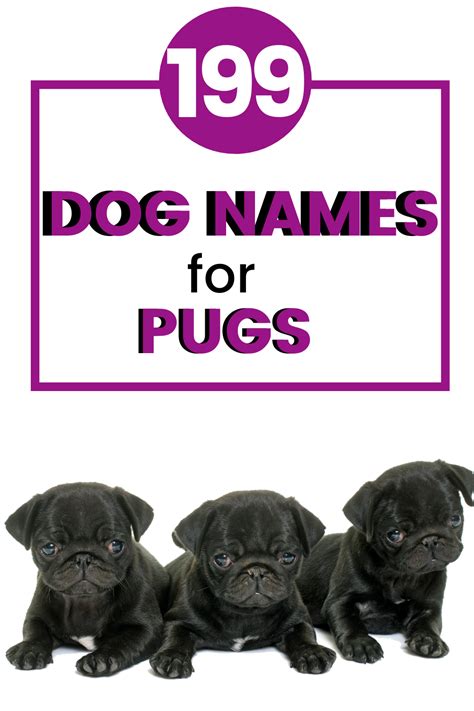 pug names  start   pug names  dog names french bulldog names girl