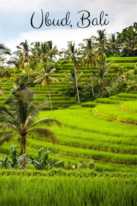 Guide To Ubud Rice Fields [and Around] The Famous Rice Terraces In