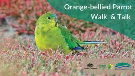 orange bellied parrot walk  talk corangamite catchment management authority