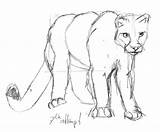 Cougar Coloring Drawing Easy Pages Getcolorings Getdrawings Part sketch template