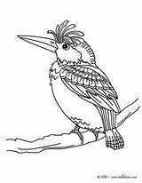 Coloring Anhinga Designlooter Woodpecker Color Also sketch template