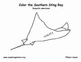 Coloring Stingray Ray Sting Exploringnature sketch template