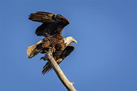 bald eagle  flight photograph  robert mitchell fine art america