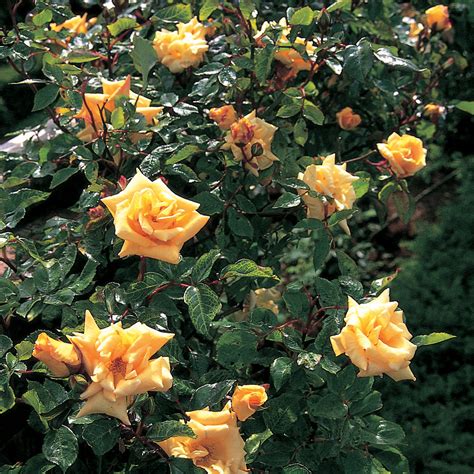 emily gray rambling rose david austin roses