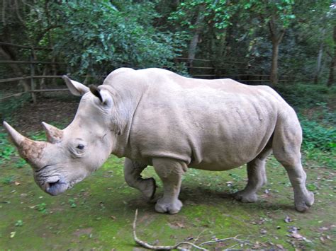 white rhino animal facts    wildlife