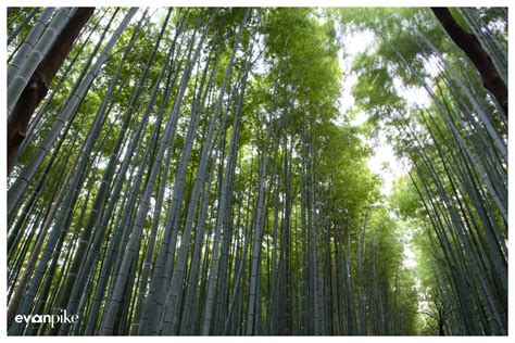 fall photo   japan arashiyama bamboo grove japan photo guide japan photo guide