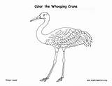 Crane Whooping Coloring sketch template