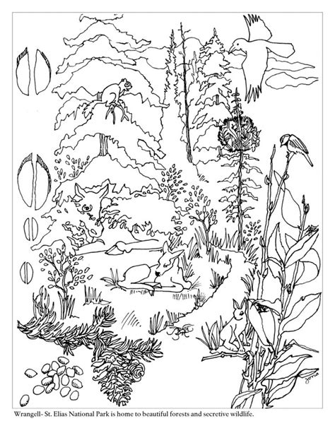 forest coloring pages  coloring pages  kids animal coloring
