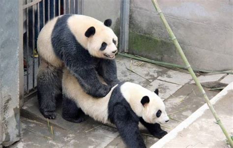 a panda sex god called lu lu just smashed his species lovemaking record metro news