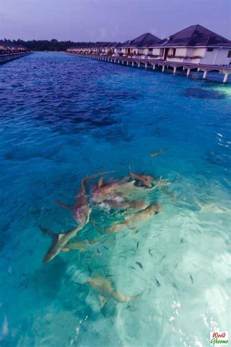 maldives shark feeding  sun island resort spa world ghoomo