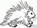 Porcupine Coloring Clipart Pages Squirrel Clip Porcupines Cute Drawing Easy Cartoon Cliparts Printable Kids Line Da Shamu Istrice Disegno Google sketch template