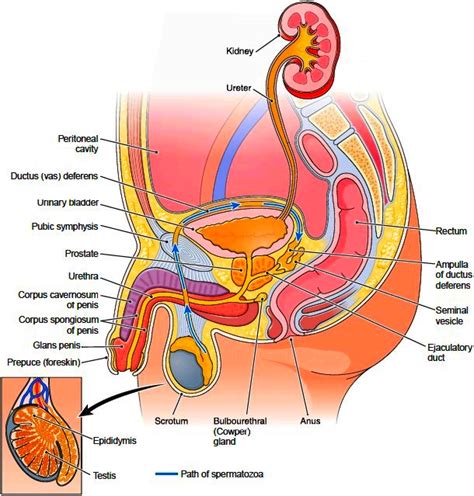 Male Reproductive System Testes