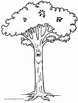 Tree Coloring Pages Color Trees Nature Food Gif Kids Sheets Long sketch template