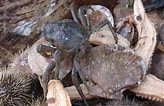 Afbeeldingsresultaten voor "hyas Araneus". Grootte: 164 x 106. Bron: www.flickr.com