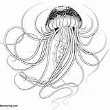 Jellyfish sketch template