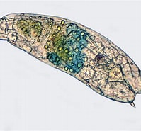 Afbeeldingsresultaten voor "Tricolocampe Cylindrica". Grootte: 199 x 185. Bron: www.photomacrography.net