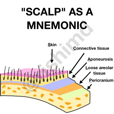 scalp anatomy layers mnemonic  skin  connective grepmed