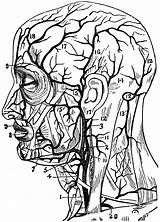 Arteries Head Trojan Clip Clipart Neck Cliparts Etc Usf Coloring Large Medium sketch template