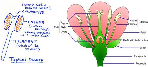 science 8th grade female and male reproductive anatomy