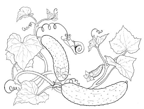 coloring page cucumbers