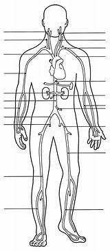 Arteries Veins sketch template