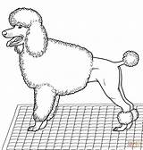 Poodle Coloring Pages Pudel Dog Poodles Printable Toy Color Drawing Dogs sketch template