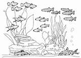 Aquarium Fish Coloring Tank Pages Drawing Sketch Color Printable Kids Print Getcolorings Paintingvalley sketch template