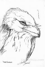 Pages Tawny Frogmouth Template sketch template
