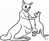Kangaroo Coloring Pages Baby Outline Drawing Printable Kangaroos Clipart Mother Clip Results sketch template