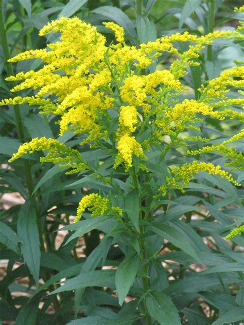 goldenrod goldenrod yellow flowering plant healing plants herbal