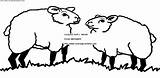 Coloring Sheep Pages Book Kids sketch template