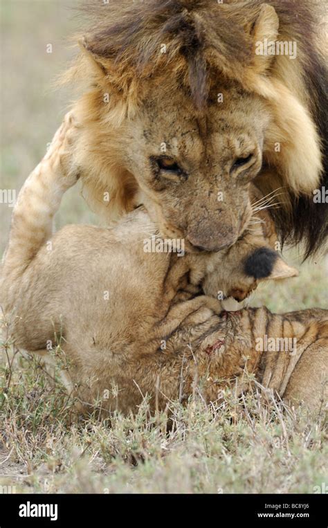 stock photo   large male lion attacking  killing  cub ndutu tanzania february