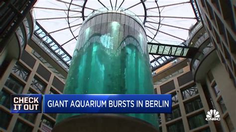 giant aquarium    exotic fish bursts  berlin