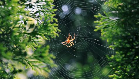 The Differences Between Male And Female Spiders Sciencing