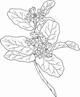 Arbutus Trailing Mayflower Epigaea Repens Coloring Drawing Pages Supercoloring Printable Flowers Flower Colouring Gif Drawings Online sketch template