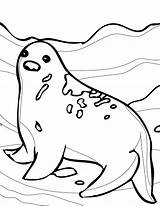 Coloring Pages Seal Fur sketch template