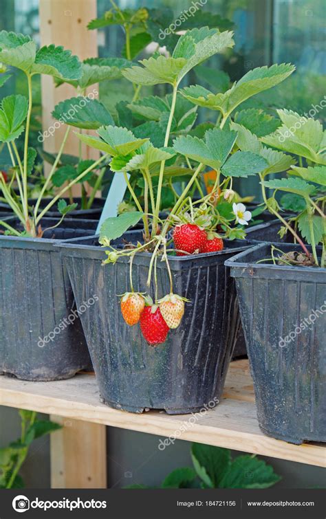 strawberries pots seedlings standing shelf stock photo  yulyao