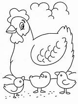 Coloring Hen Chicks Popular Pages sketch template