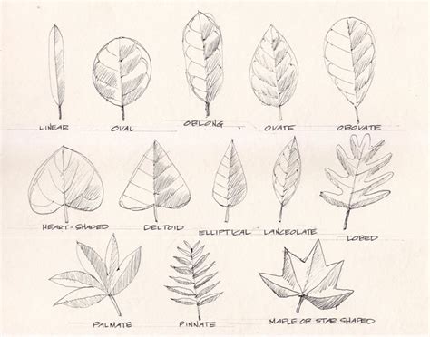 philippine trees tree  leaf shape