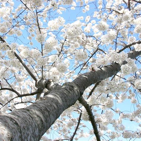 white cherry tree flowering cherry tree white cherry blossom cherry