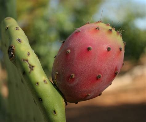 guide  eating prickly pears  italy