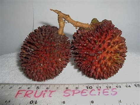 Fruit Species Pulasan