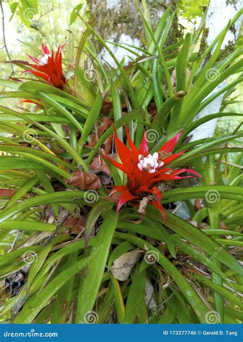 scarlet star  stock photo image  flowering