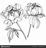 Peony Outline Monochrome Peonies Px sketch template