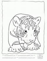 Coloring Baby Tiger Pages Popular sketch template