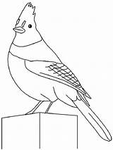Coloring Pages Jay Blue Printable Birds Recommended sketch template