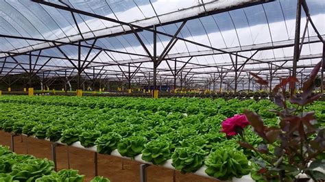 hydroponically grown butter lettuce  big red strawberry