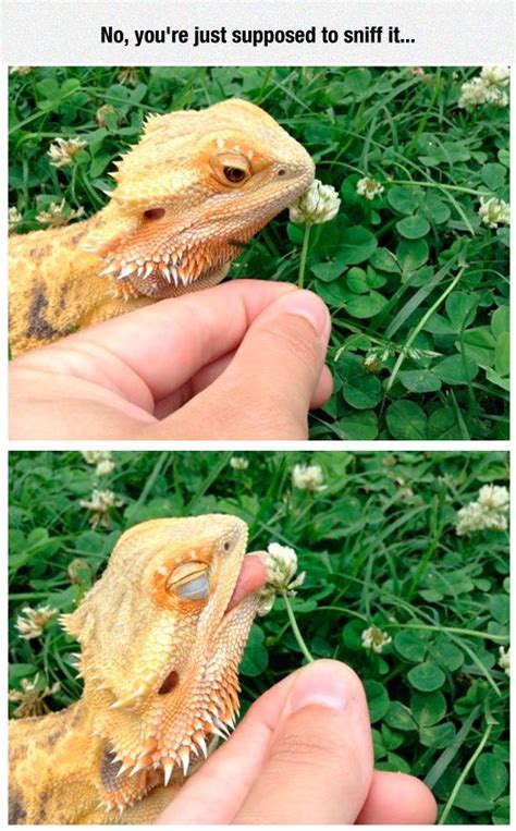 Love Flowers Dragon And Geckos On Pinterest