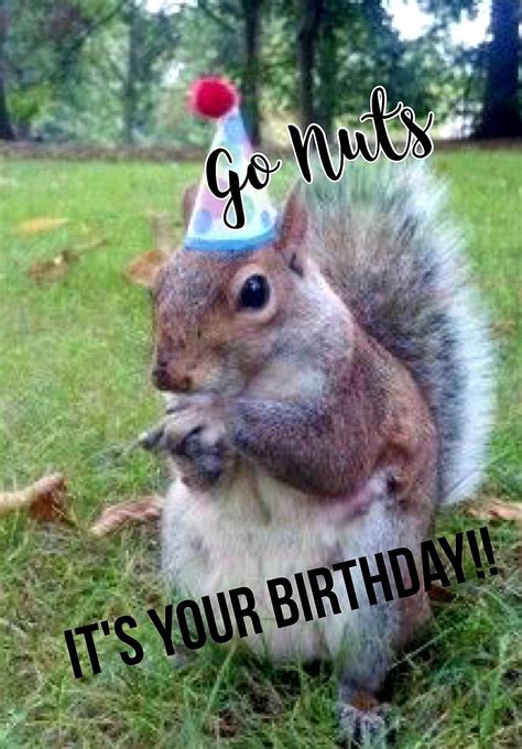 happy birthday happy birthday squirrel happy birthday pictures birthday meme