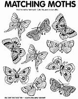 Moth Crayola sketch template